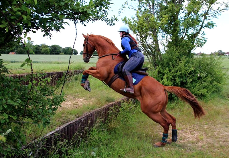 5 Tips for starting to retrain an ex-racehorse