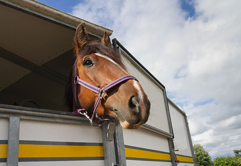 Buying a Used Horse Trailer
