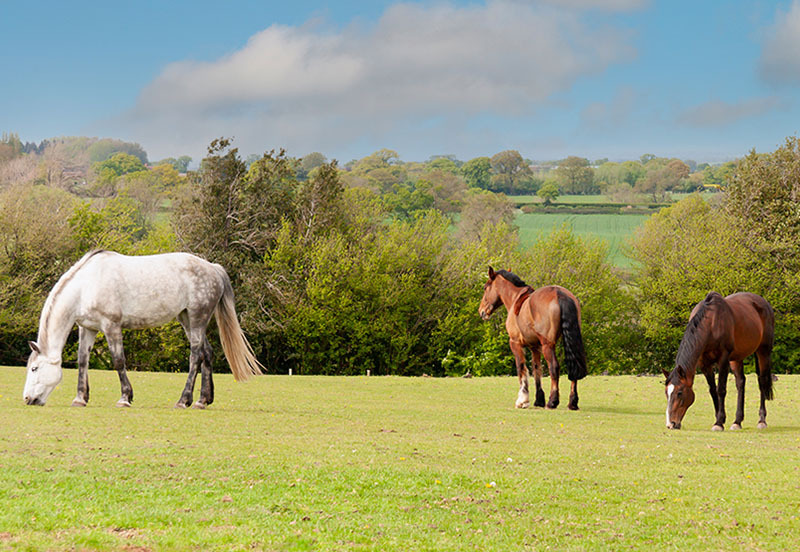 Horses for Sale in the UK and Ireland; The Complete Regional Guide