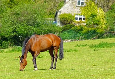 How to Buy an Equestrian Property in the UK