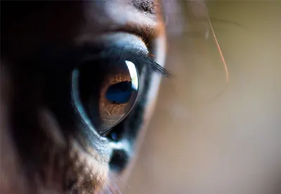 What to consider before buying a horse unseen