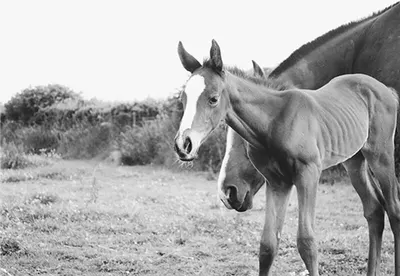Any foal’s a goal; Choosing a stallion