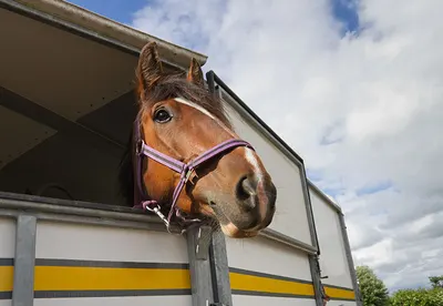 Buying a Used Horse Trailer