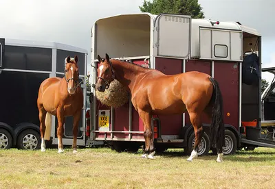 Horse Trailer Guide; What to Know Before You Tow