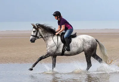 Adverts Till Sold – Advertise Horses for Sale with Unlimited Media