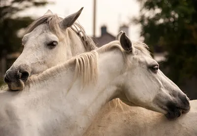Why you should buy a Connemara pony