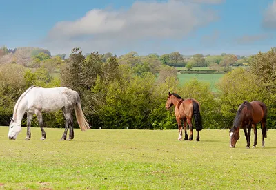 Horses for Sale in the UK and Ireland; The Complete Regional Guide