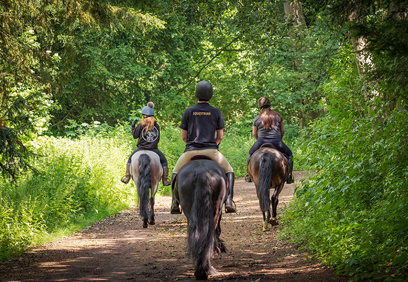 UK Horse Market Report 2025 – Voices from the Yard