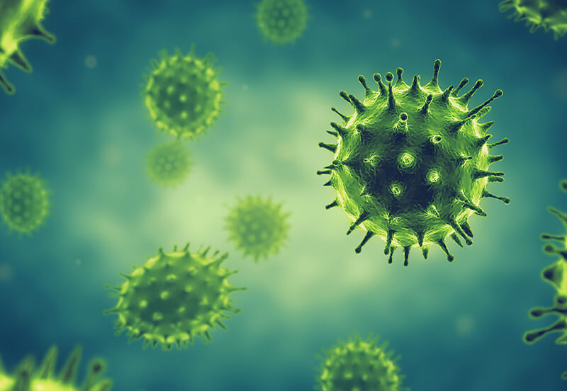 What is equine herpesvirus EHV-1?