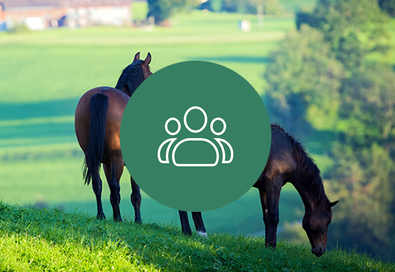 13 Facebook groups to advertise horses for sale