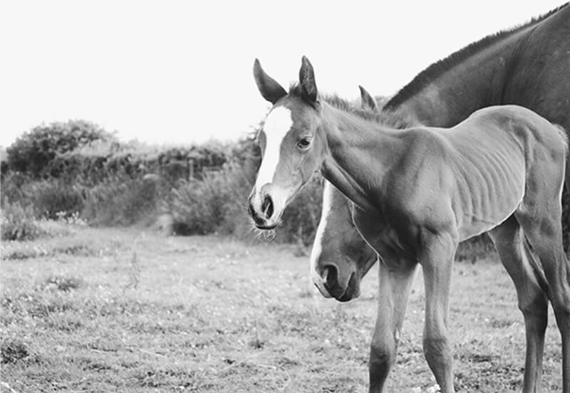 Any foal’s a goal; Choosing a stallion