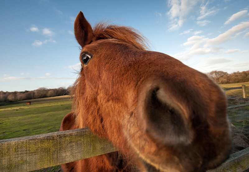 Can I really return a horse after purchase?