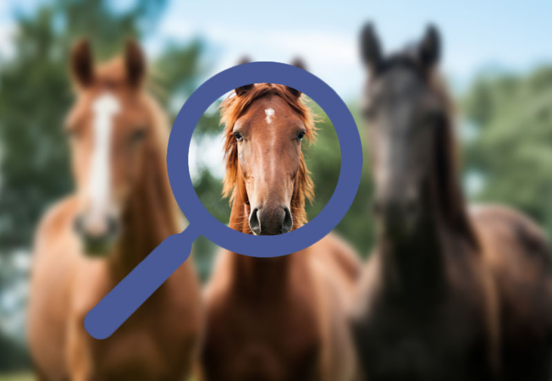 Finding a horse using Facebook groups