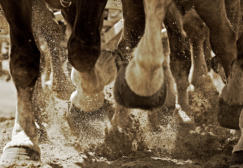 Hot, warm, and cold blooded - understanding horse types