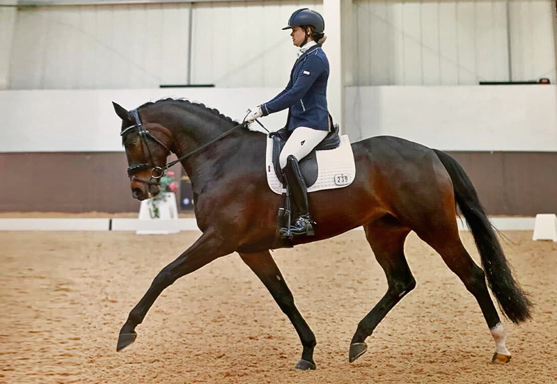 How to teach a young horse rein-back