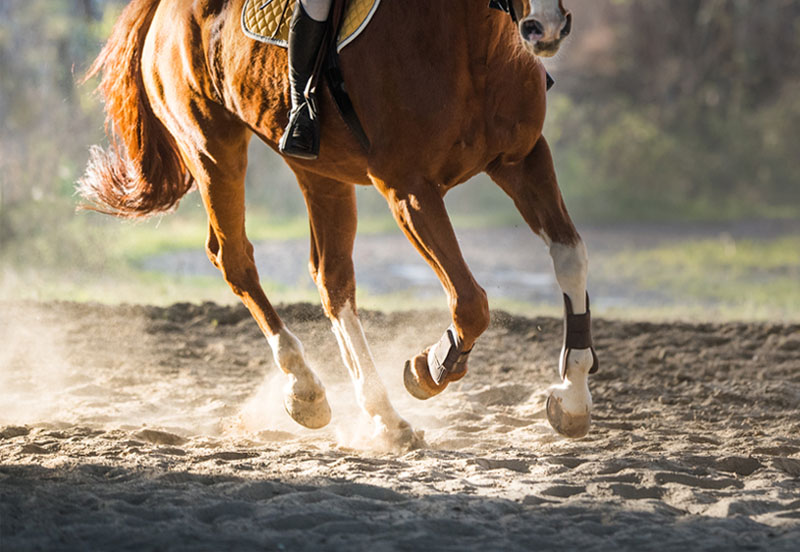 How to strengthen a young horse’s collected canter