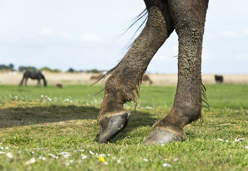 My nemesis, mud fever and my horse