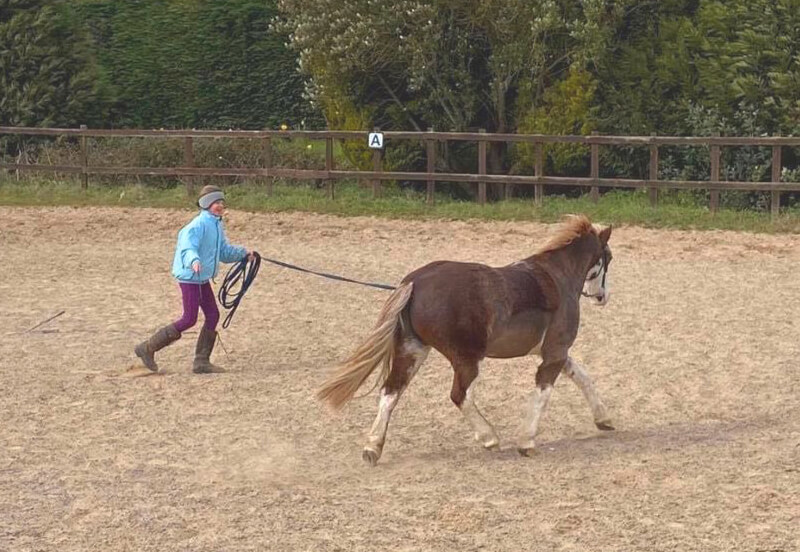 Ten things to do while grounded - the equestrian version