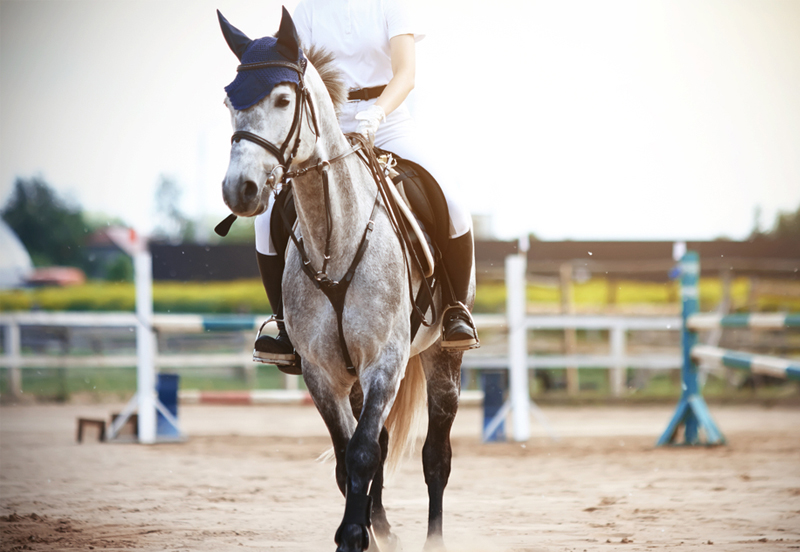 The top 5 things to think about when buying a horse
