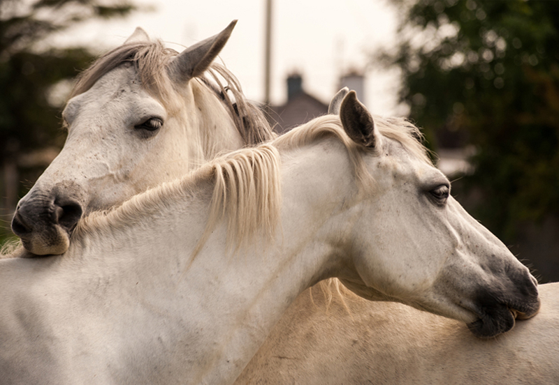 Why you should buy a Connemara pony