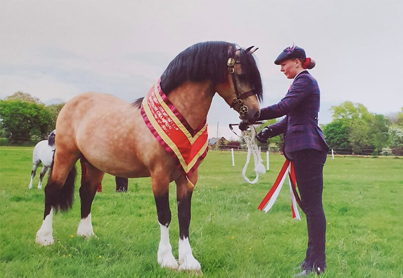 Why you should buy a Welsh Pony or Cob!