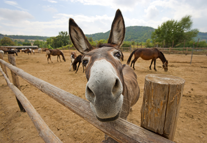 Stop buying the wrong horse!