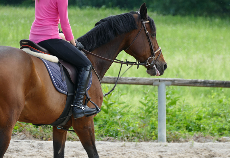 My novice friend bought a five year old horse