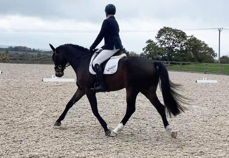 The amateur rider - pre-event season dressage prep