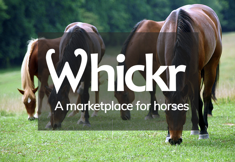 View horses for sale on Whickr Web!