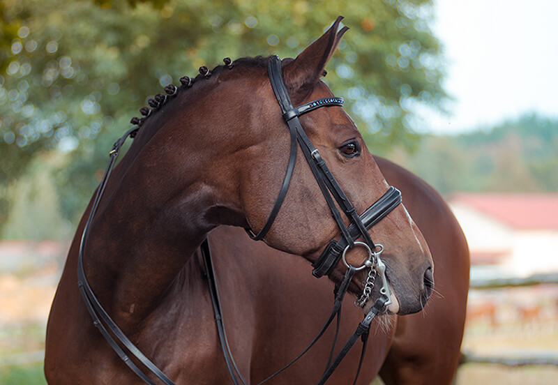 What is a double bridle?