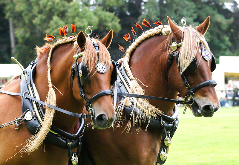 What is a Suffolk Punch?