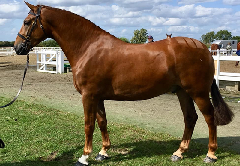 What is an Irish Draught horse?