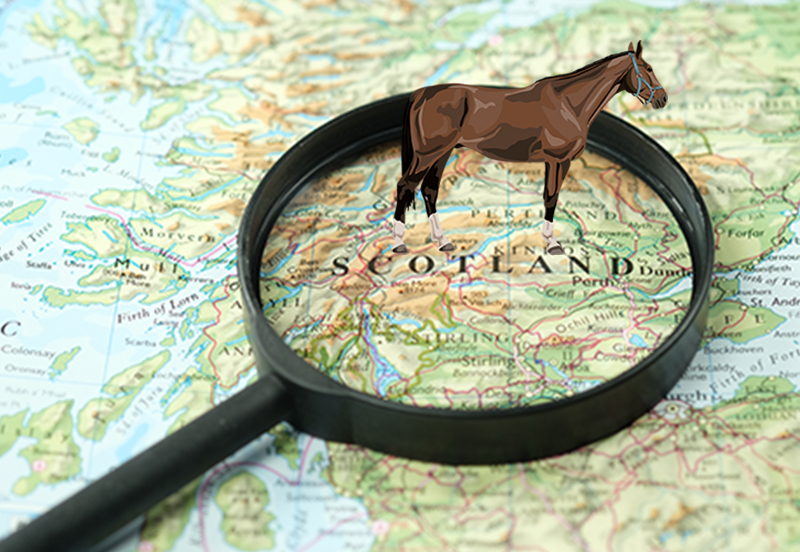 Why and how to view horses for sale in Scotland