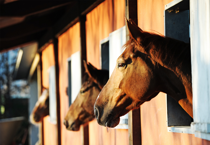 5 Reasons why you should buy from a horse dealer
