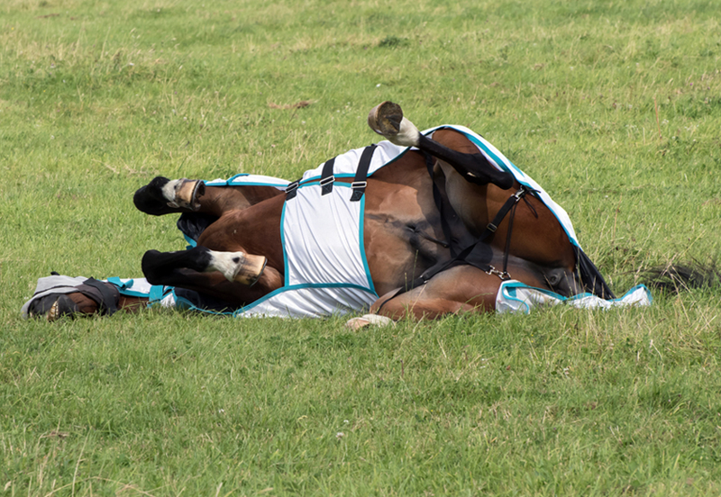 Hot buys for your horse this summer