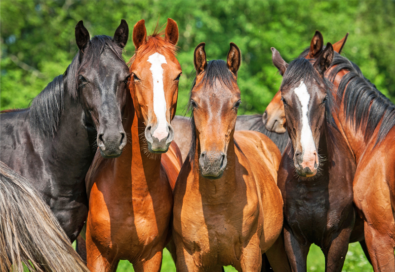 Three tips to find a reputable horse dealer