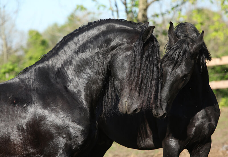 What is a Friesian horse?